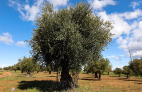 ep archivo campo de olivos en las inmediaciones de la localidad de campo real al sureste de madrid ep archivo campo de olivos en las inmediaciones de la localidad de campo real al sureste de madrid