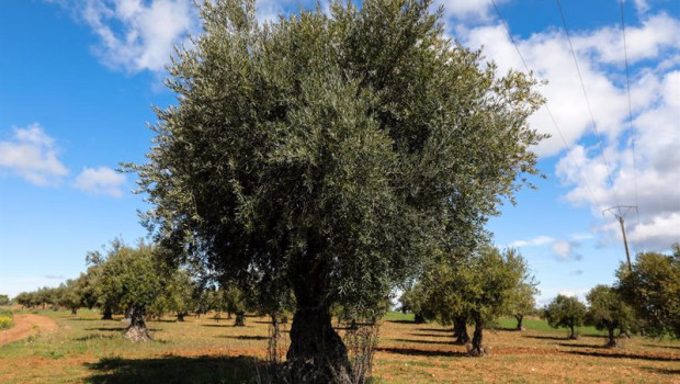 ep archivo   campo de olivos en las inmediaciones de la localidad de campo real al sureste de madrid