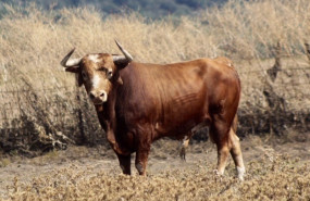 ep archivo - toro de lidia en el campo