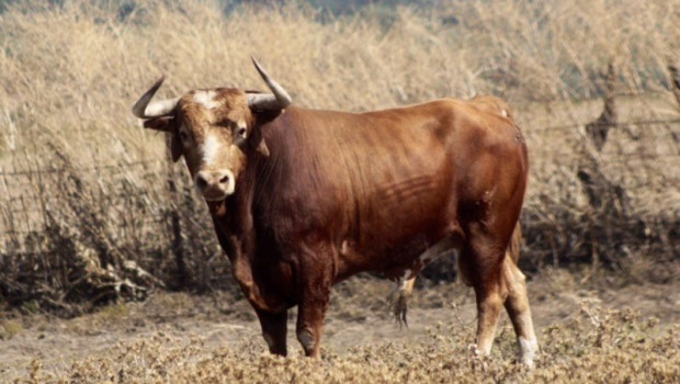ep archivo - toro de lidia en el campo
