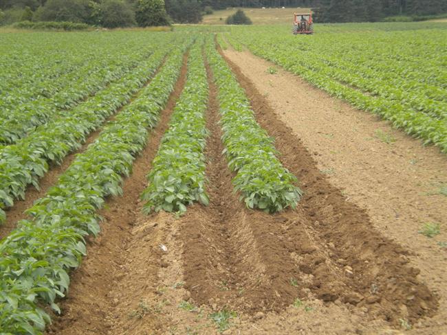 Cultivo de patata de siembra ecológica en Erremendia | EP/GOBIERNO DE NAVARRA ep cultivopatatasiembra ecologicaerremendia