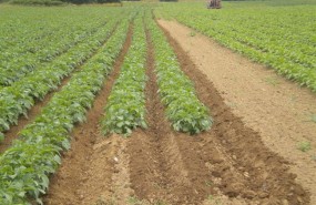 ep cultivopatatasiembra ecologicaerremendia