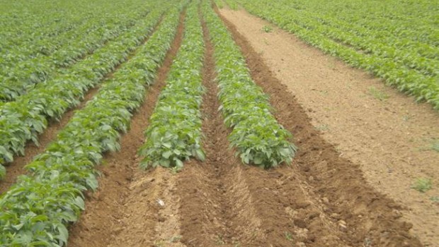 ep cultivopatatasiembra ecologicaerremendia