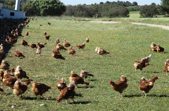 Huevos Guillén producirá el 100% en sistemas libres de jaula en 2025 | HUEVOS GUILLÉN ep huevos guillen producira 100 en sistemas libresjaula2025