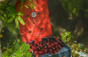 ep la dop cereza del jerte destaca la calidad de sus cerezas en una campana marcada por la lluvia