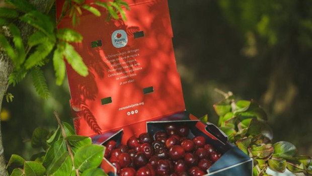 ep la dop cereza del jerte destaca la calidad de sus cerezas en una campana marcada por la lluvia