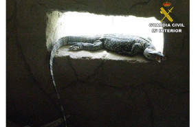 ep lagarto rescatadouna operaciontraficoespeciesalicante