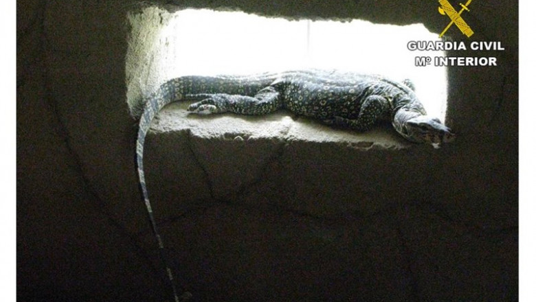Lagarto rescatado en una operación contra el tráfico de especies en Alicante | GUARDIA CIVIL ep lagarto rescatadouna operaciontraficoespeciesalicante