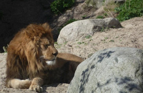 ep leon en el zoologico de copenhagen dinamarca
