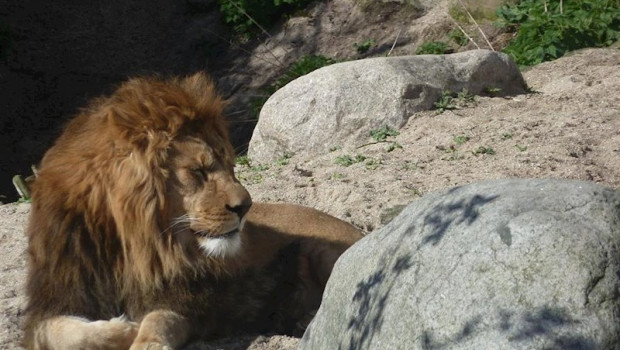ep leon en el zoologico de copenhagen dinamarca