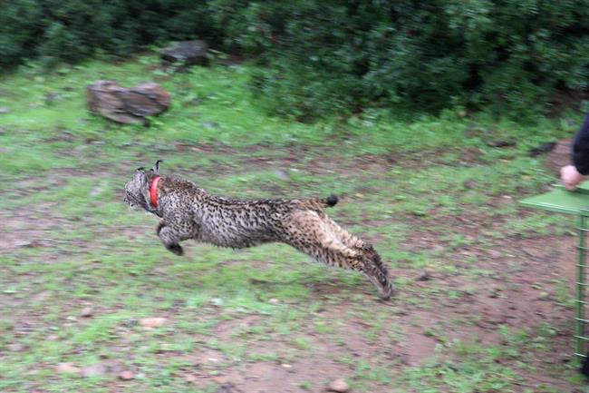 Lince liberado por Medio Ambiente (Archivo) | EUROPA PRESS/JUNTA DE ANDALUCÍA ep lince liberadomedio ambiente archivo