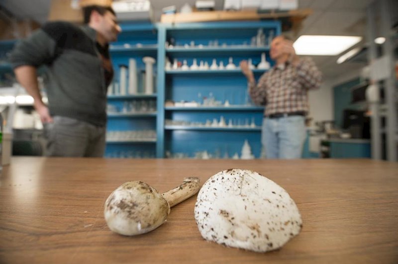 ep setas venenosas de la familia amanita ep setas venenosas de la familia amanita