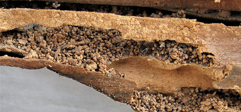 1601980297 kalaotermes