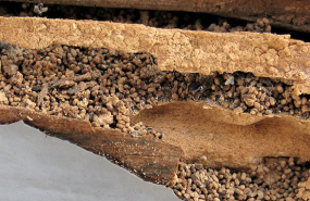 1601980297 kalaotermes