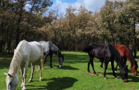 caballos santuario winston