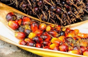 ep aceitepalma