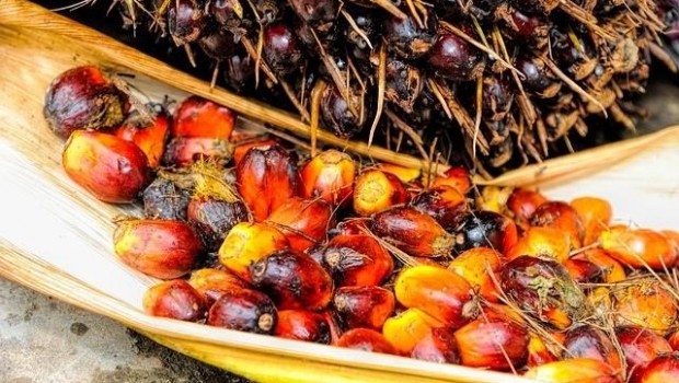 ep aceitepalma