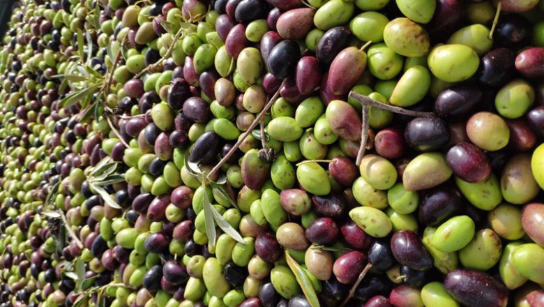 Aceituna, oliva, cosecha, aceite. | DOP MONTES DE TOLEDO ep aceituna oliva cosecha aceite