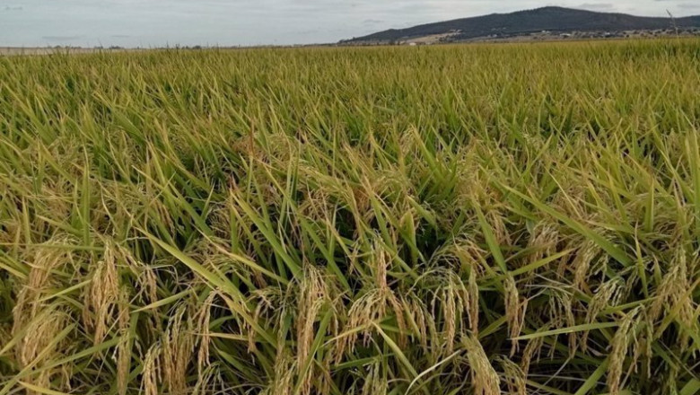 ep archivo arroz ep archivo arroz
