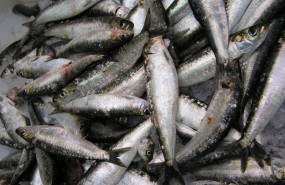 ep archivo   espana entra en dependencia de pescado el 9 de mayo pescado sardina pesca sostenible ue