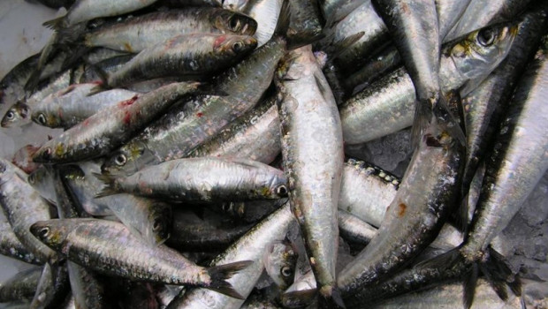 ep archivo   espana entra en dependencia de pescado el 9 de mayo pescado sardina pesca sostenible ue