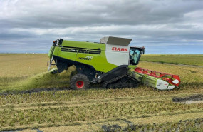 ep archivo   la produccion de arroz se situa un 20 por encima de la anterior campana mientras se