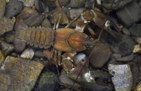 ep cangrejorio senaluna especie invasora que juntocangrejo rojo transmiteenfermedadesta acabandolas poblaciones autoctonascangrejoespanaenrestoeuropa