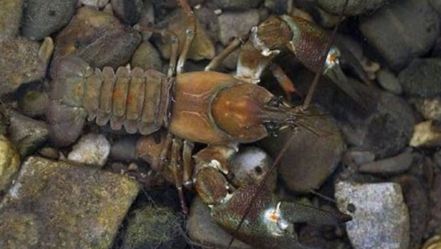 ep cangrejorio senaluna especie invasora que juntocangrejo rojo transmiteenfermedadesta acabandolas poblaciones autoctonascangrejoespanaenrestoeuropa