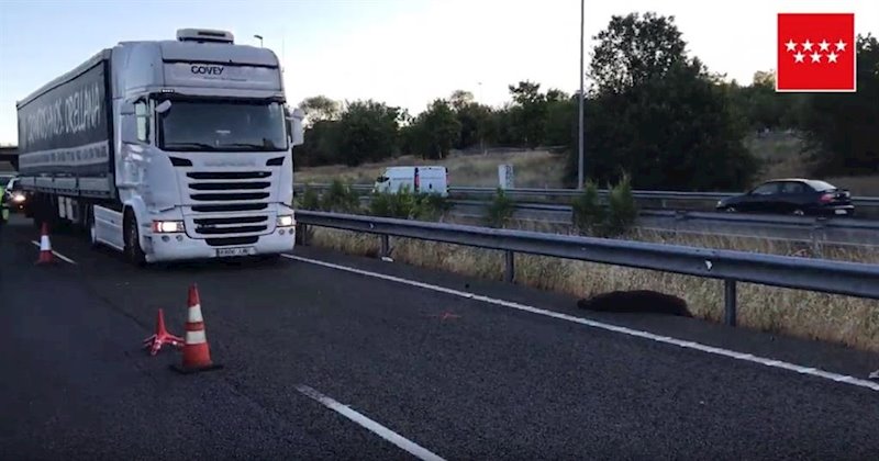 ep jabali atropellado en la m-50 causa de un accidente en el que ha muerto un joven