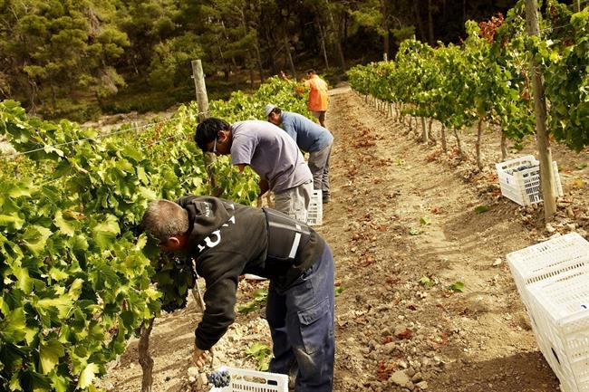L'empresa L'Olivera és una cooperativa d'integració laboral, que incorpora perso | 32 / VENTURA, JUAN ep lempresa lolivera escooperativa dintegracio laboral que incorpora perso
