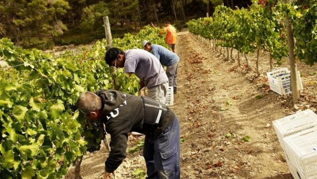 ep lempresa lolivera escooperativa dintegracio laboral que incorpora perso