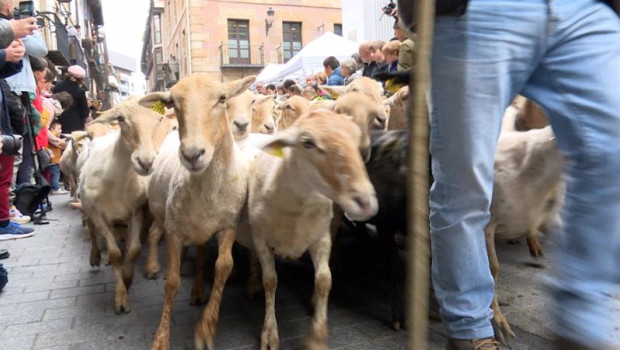 ep ovejas pasando por el casco viejo de ordizia en el artzain eguna ep ovejas pasando por el casco viejo de ordizia en el artzain eguna