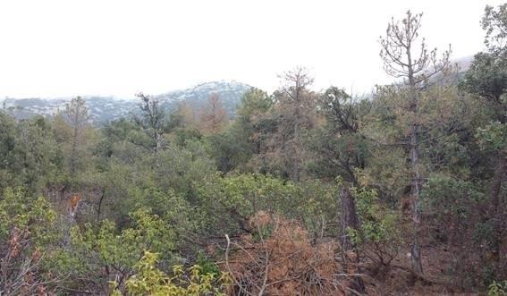 Pinar en decaimiento tras una sequía extrema en Sierra María (Almería) | CSIC ep pinardecaimientouna sequia extremasierra maria almeria
