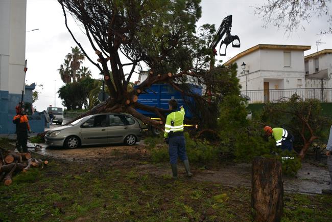 Pino caído por el temporal en San Roque | AYUNTAMIENTO SAN ROQUE ep pino caidotemporalsan roque