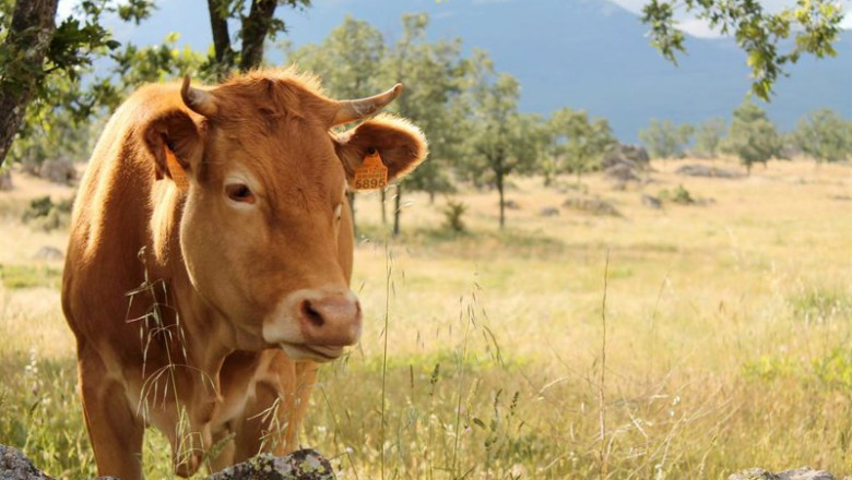 Vaca en el campo | PROVACUNO ep vaca en el campo