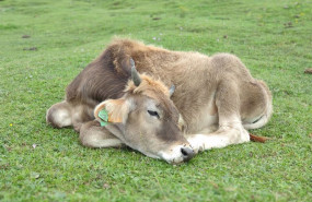 ep vacas de la raza asturiana de los valles pastando en el entorno de los lagos de covadonga