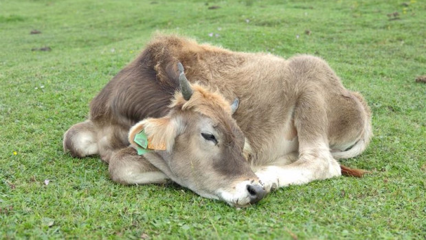 ep vacas de la raza asturiana de los valles pastando en el entorno de los lagos de covadonga