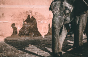 foto informe animales y turismo