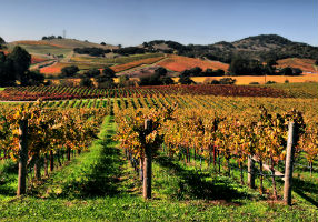 napa california viñedo napa california viñedo