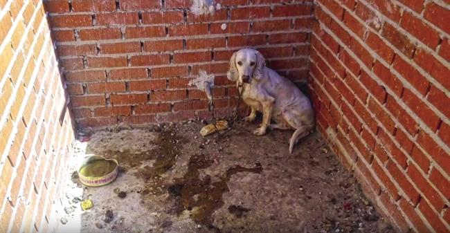 ep 55 perros maltratados en la fincalos horrores en villaprado