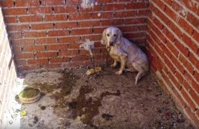 ep 55 perros maltratados en la fincalos horrores en villaprado