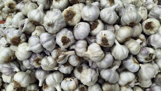 ep archivo   ajo ajos de las pedroneras