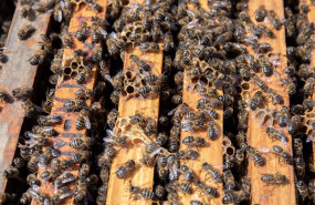 ep archivo detalle de un colmenar de la abeja viajera en navalafuente madrid espana ep archivo detalle de un colmenar de la abeja viajera en navalafuente madrid espana