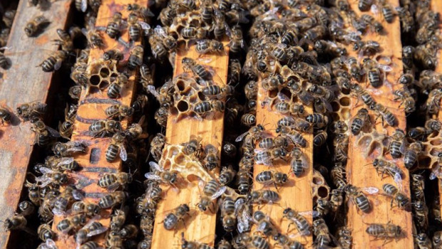 ep archivo   detalle de un colmenar de la abeja viajera en navalafuente madrid espana