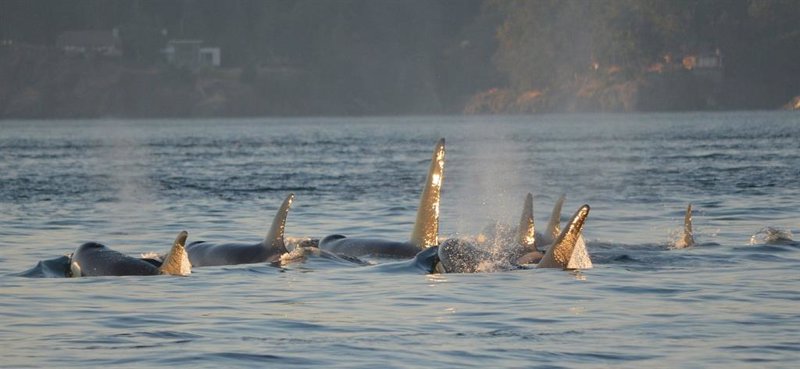 ep archivo mitma ofrece recomendaciones a los navegantes en caso de interacciones con orcas en el ep archivo mitma ofrece recomendaciones a los navegantes en caso de interacciones con orcas en el
