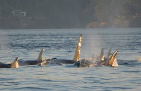 ep archivo mitma ofrece recomendaciones a los navegantes en caso de interacciones con orcas en el ep archivo mitma ofrece recomendaciones a los navegantes en caso de interacciones con orcas en el