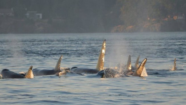 ep archivo   mitma ofrece recomendaciones a los navegantes en caso de interacciones con orcas en el