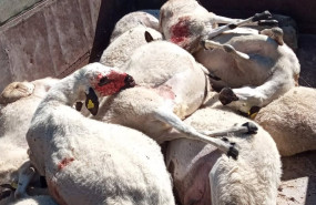 ep archivo   ovejas muertas tras el ataque de un lobo en zamora