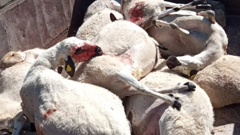 Archivo - Ovejas muertas tras el ataque de un lobo en Zamora. | UPA ZAMORA - Archivo ep archivo ovejas muertas tras el ataque de un lobo en zamora