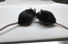 ep el raton de la derecha tiene linfocitos t con mitocondria defectuosa por lo que parece mas viejo